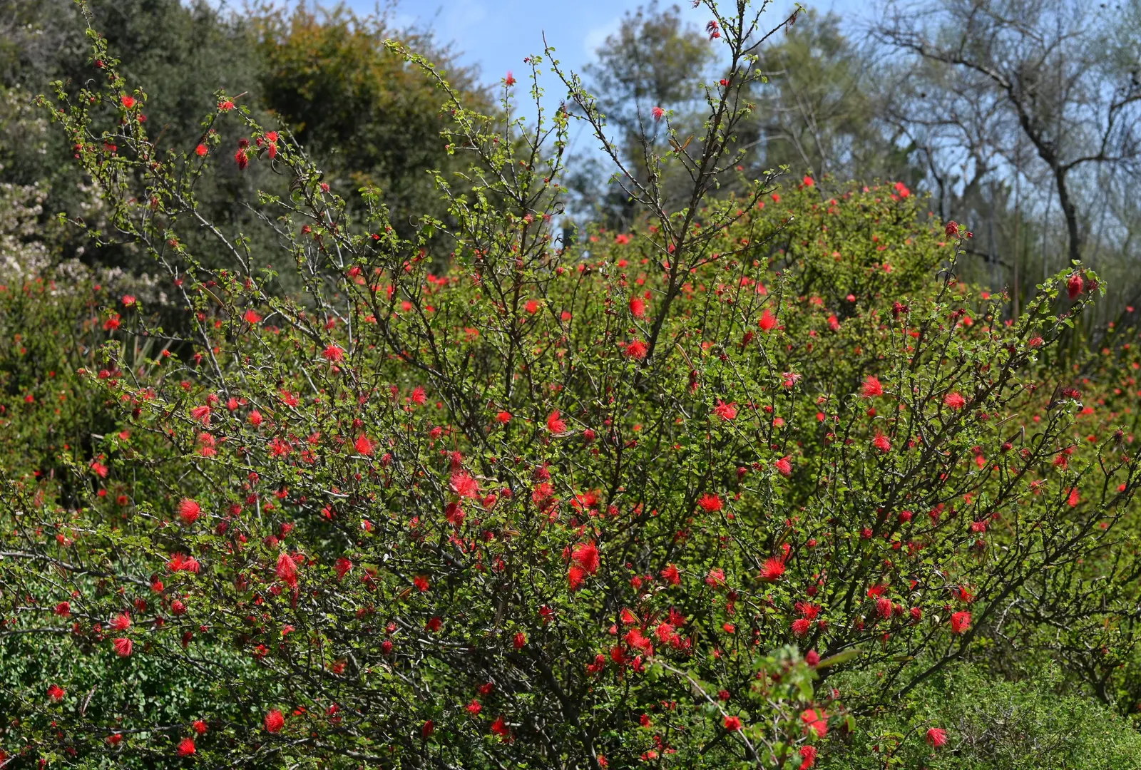 Baja Fairy Duster (Calliandra Californica) — scientifically known as Calliandra californica; which bloom year-round in warm climates