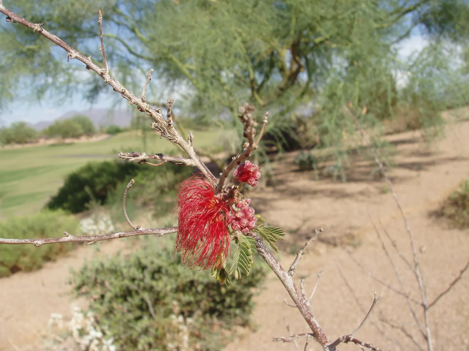 Baja Fairy Duster (Calliandra Californica) — biodiverse garden ecosystem