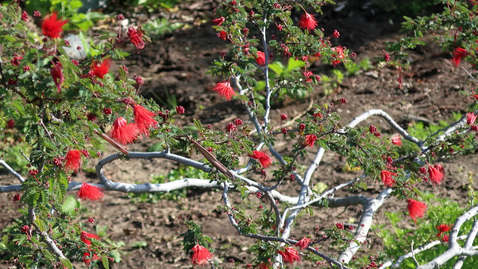 Baja Fairy Duster (Calliandra Californica) — treasured for its whimsical