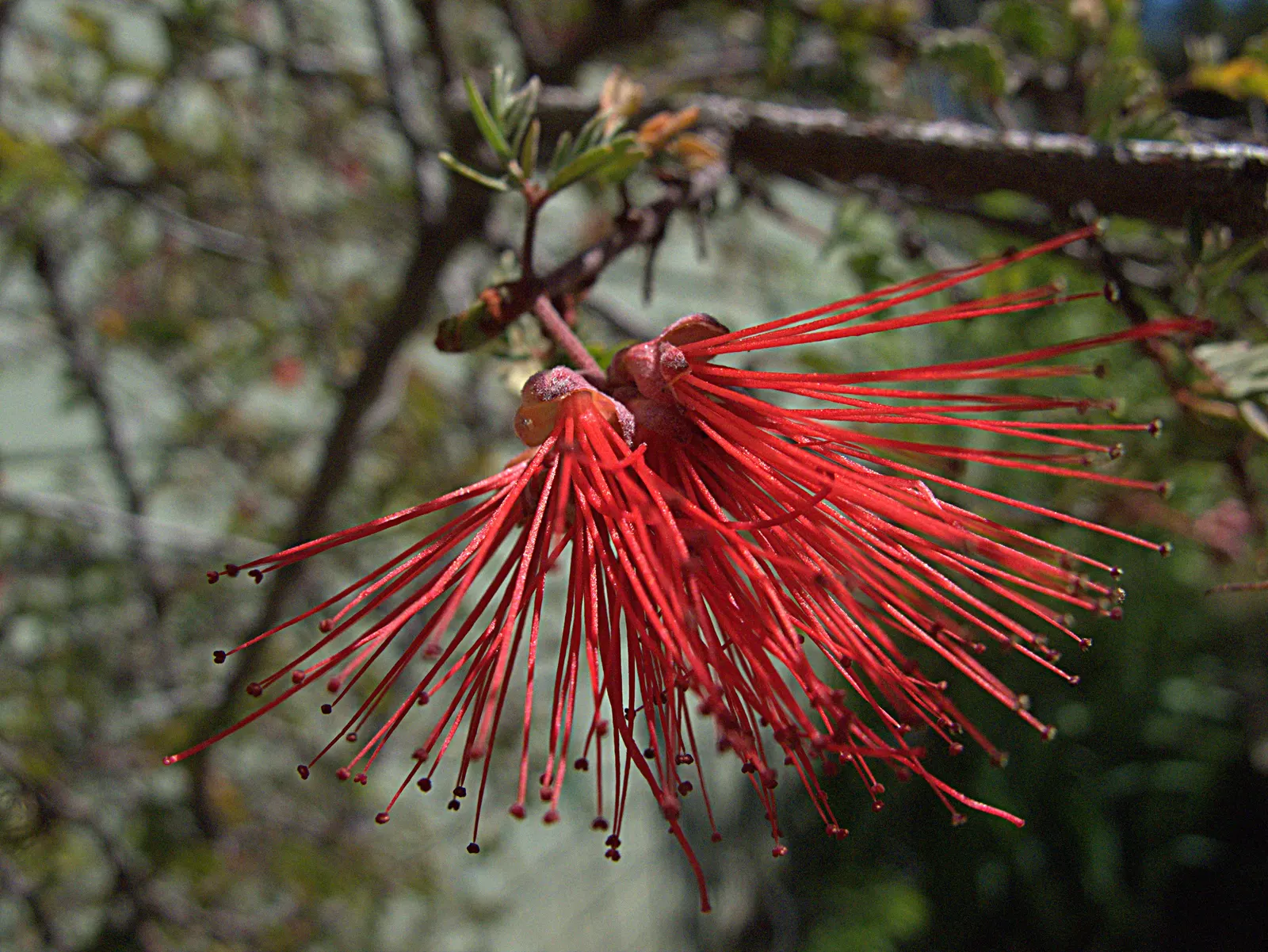 Baja Fairy Duster (Calliandra Californica) — though it can occasionally extend up to 6 feet under optimal conditions