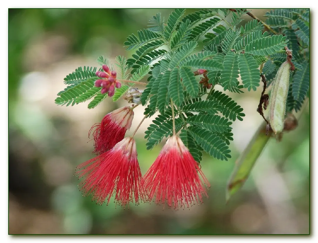Baja Fairy Duster (Calliandra Californica) — It thrives in USDA zones 8-11
