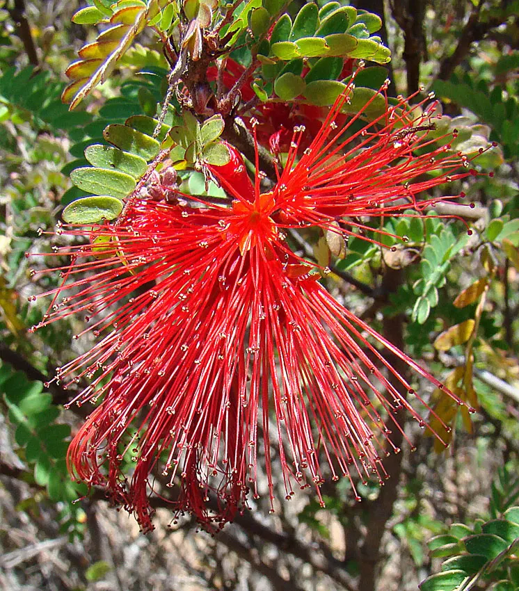 Baja Fairy Duster (Calliandra Californica) — its environmental benefits