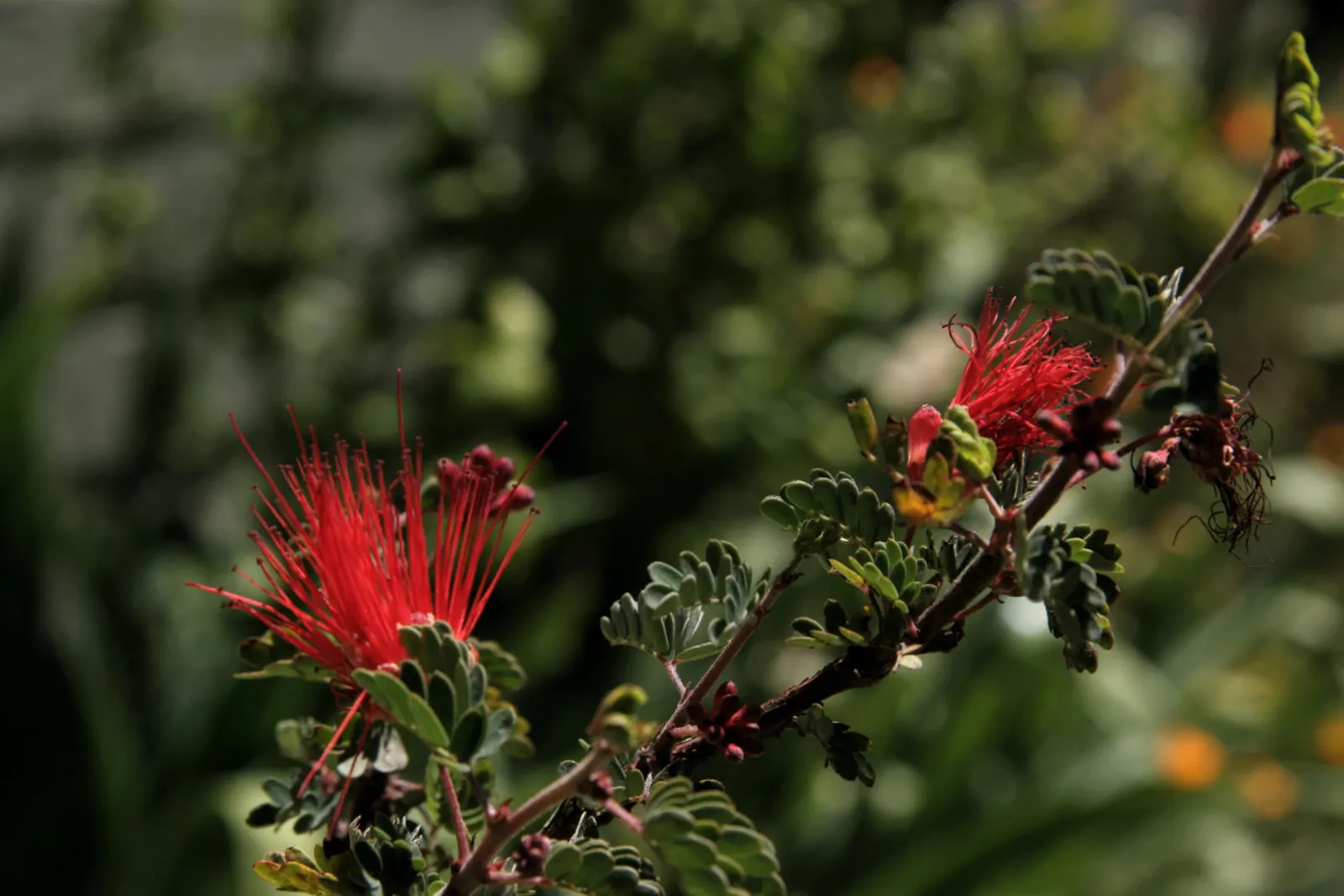 Baja Fairy Duster (Calliandra Californica) — and while this shrub prefers full sunlight