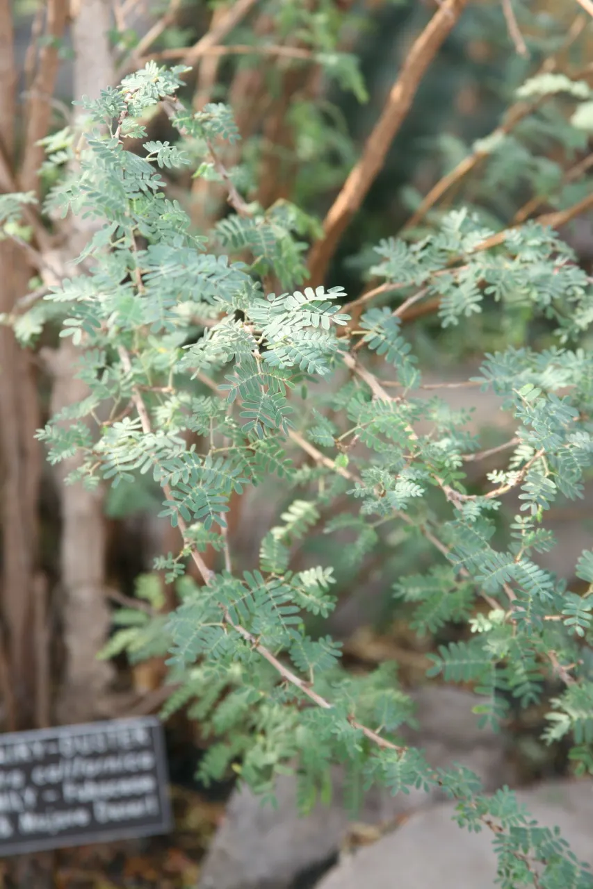 Baja Fairy Duster (Calliandra Californica) — it can tolerate partial shade