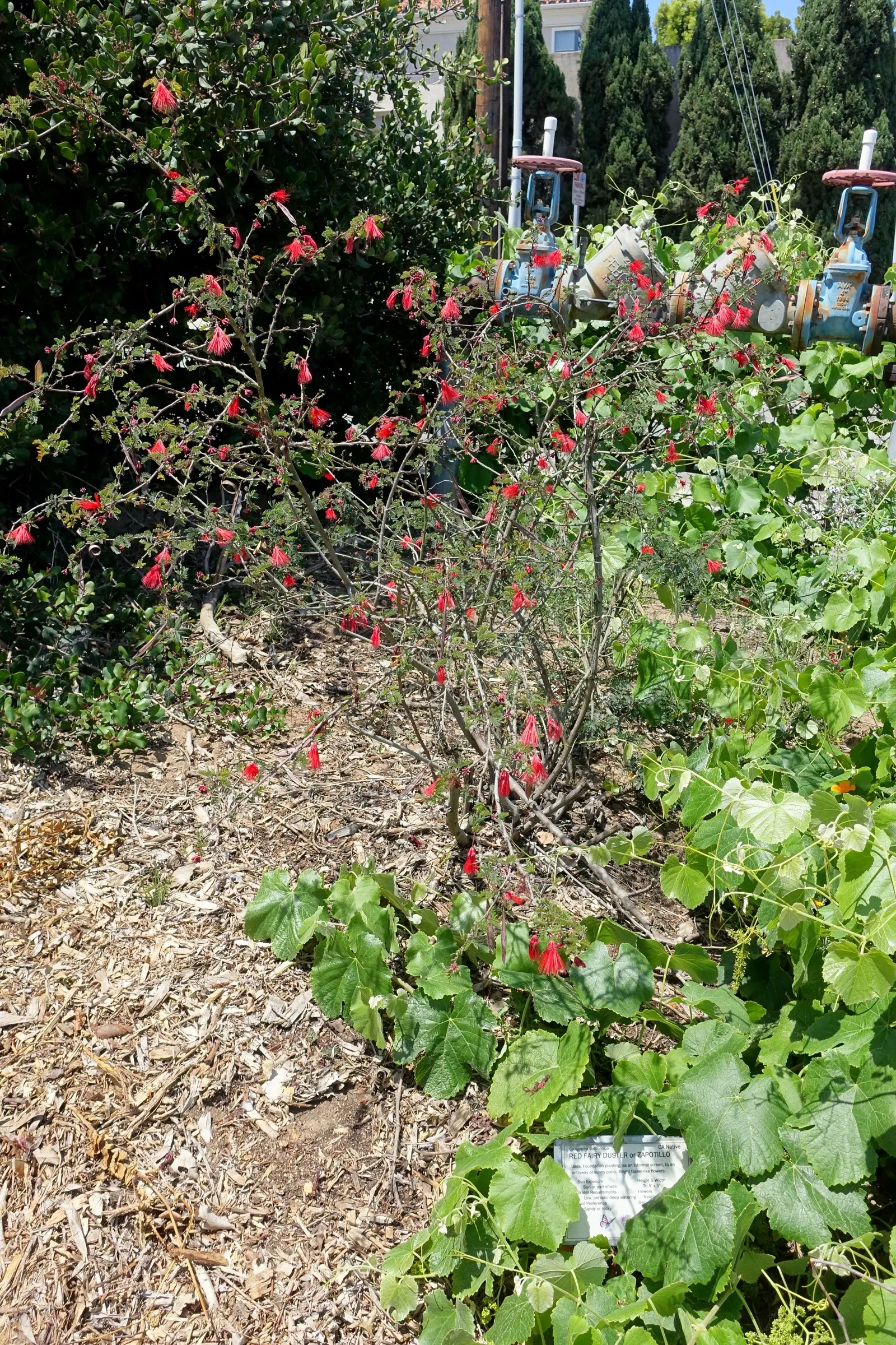 Baja Fairy Duster (Calliandra Californica) — small perennial shrub reaching up to 5 feet tall and wide