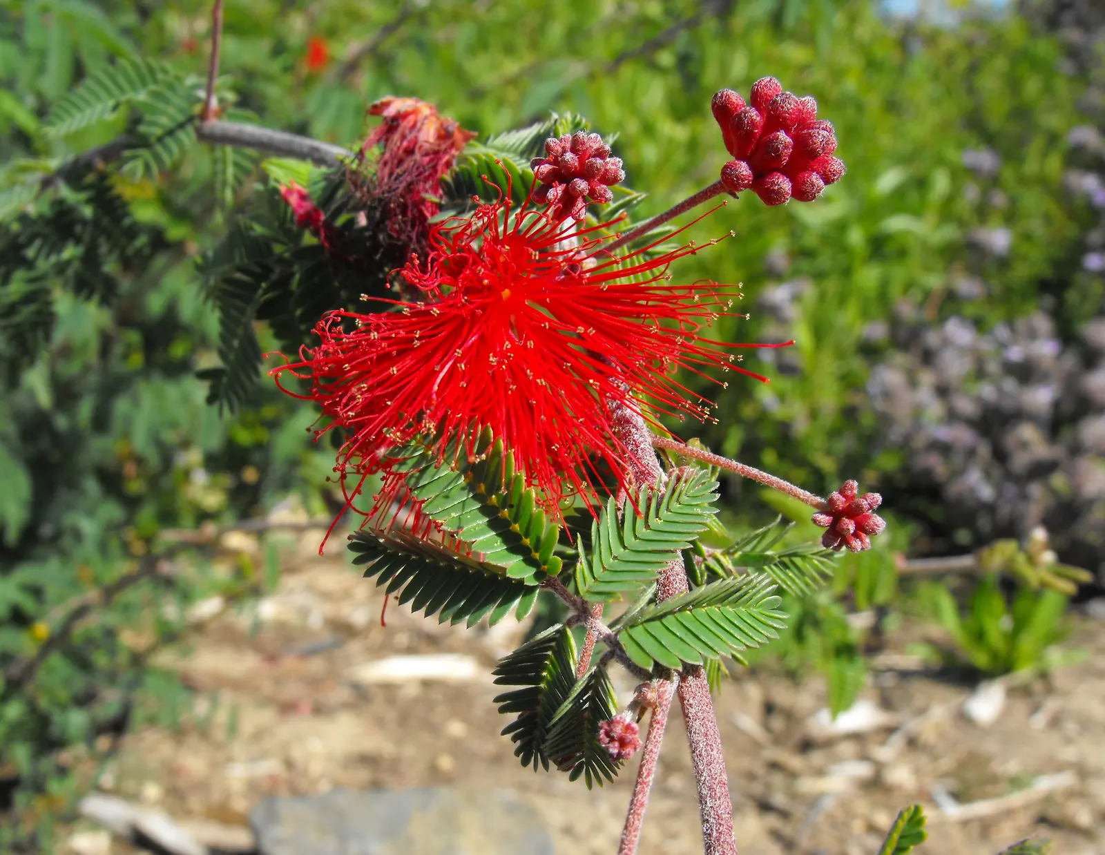 Baja Fairy Duster (Calliandra Californica) — which bloom year-round in warm climates
