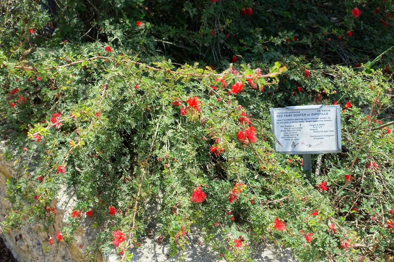 Baja Fairy Duster (Calliandra Californica) — it is a pollinator magnet