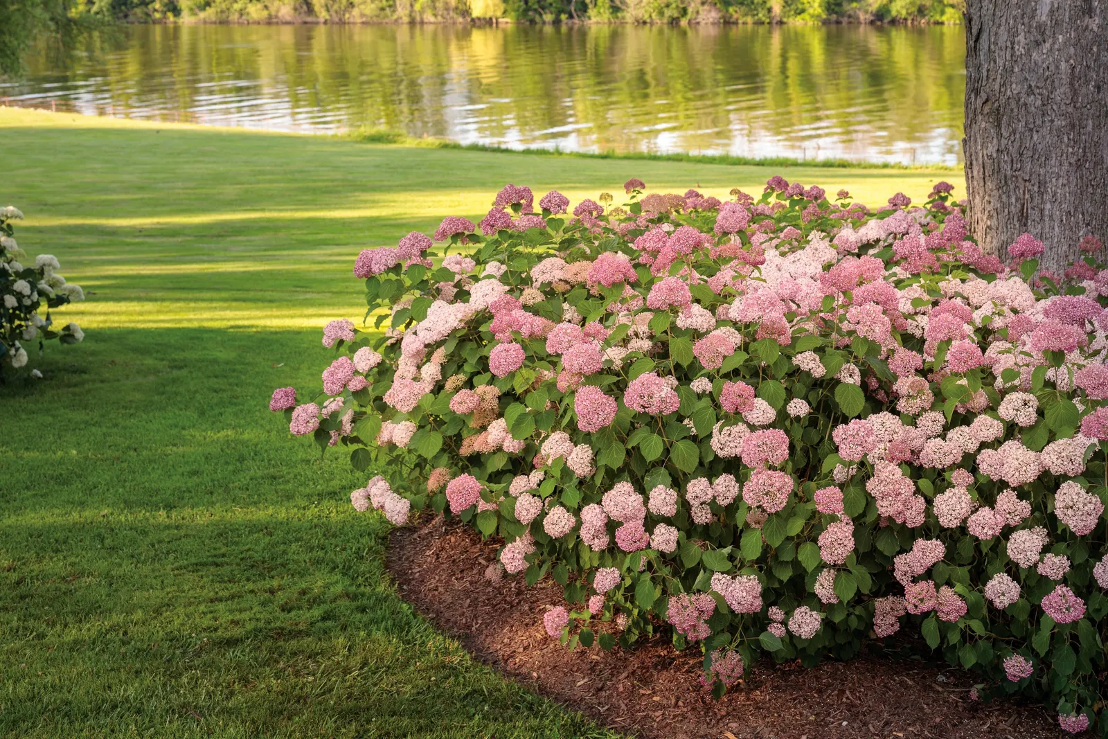 Spirit II Smooth hydrangea (Hydrangea arborescens) — winter damage is less of a concern