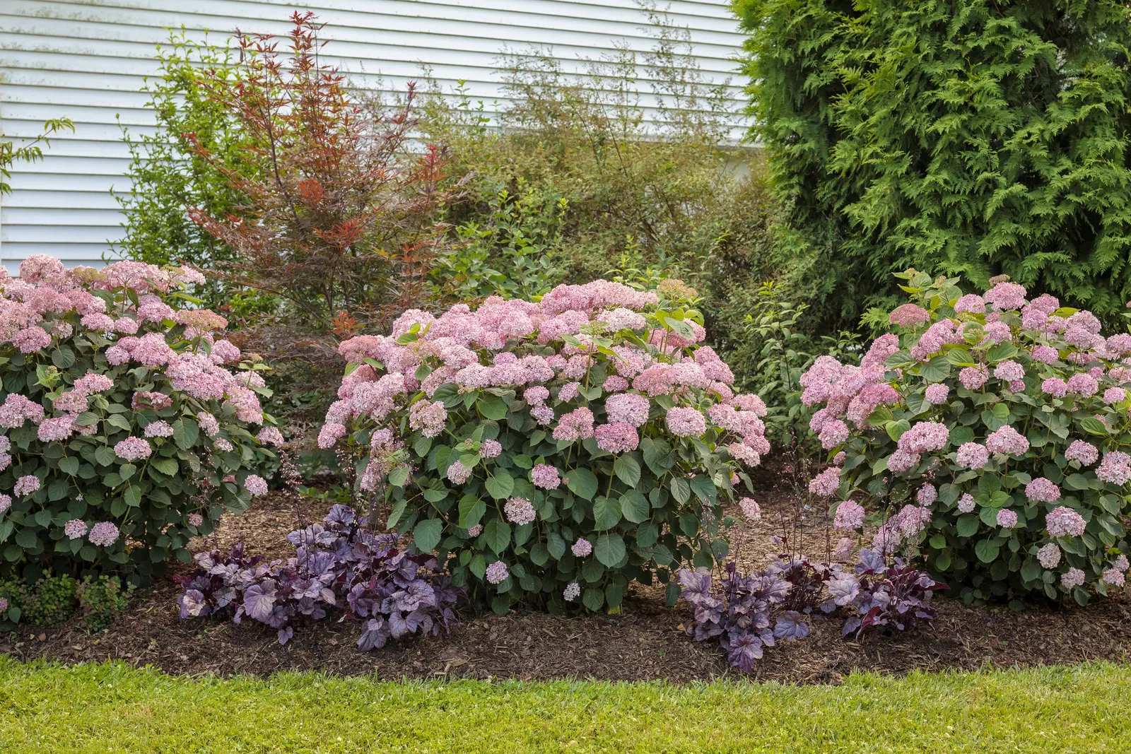 Spirit II Smooth hydrangea (Hydrangea arborescens) — Spirit II opens with generous deep pink flower heads that mature through mauve and antique green tones