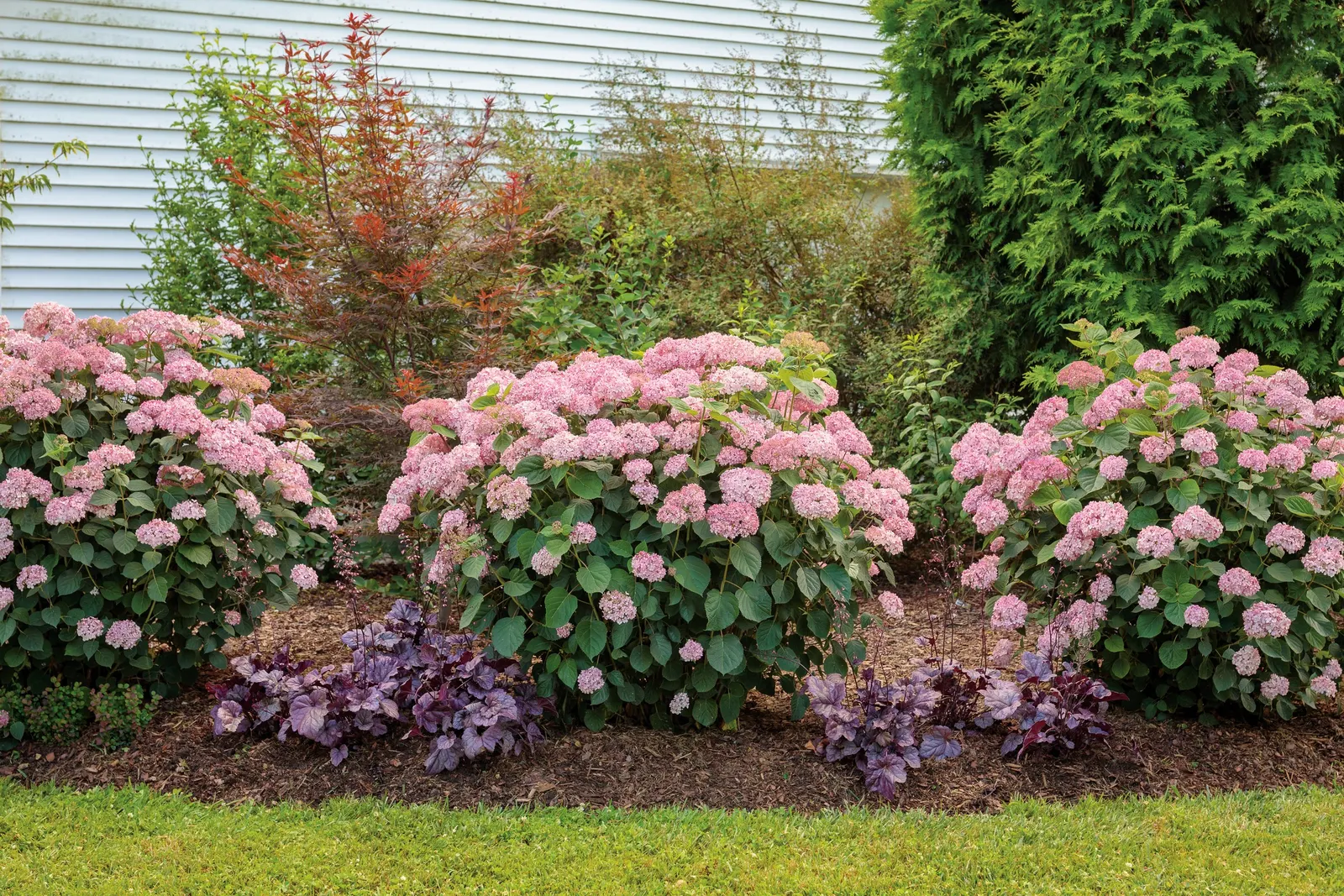 Spirit II Smooth hydrangea (Hydrangea arborescens) — Spirit II reaches approximately 42 to 48 inches tall and wide