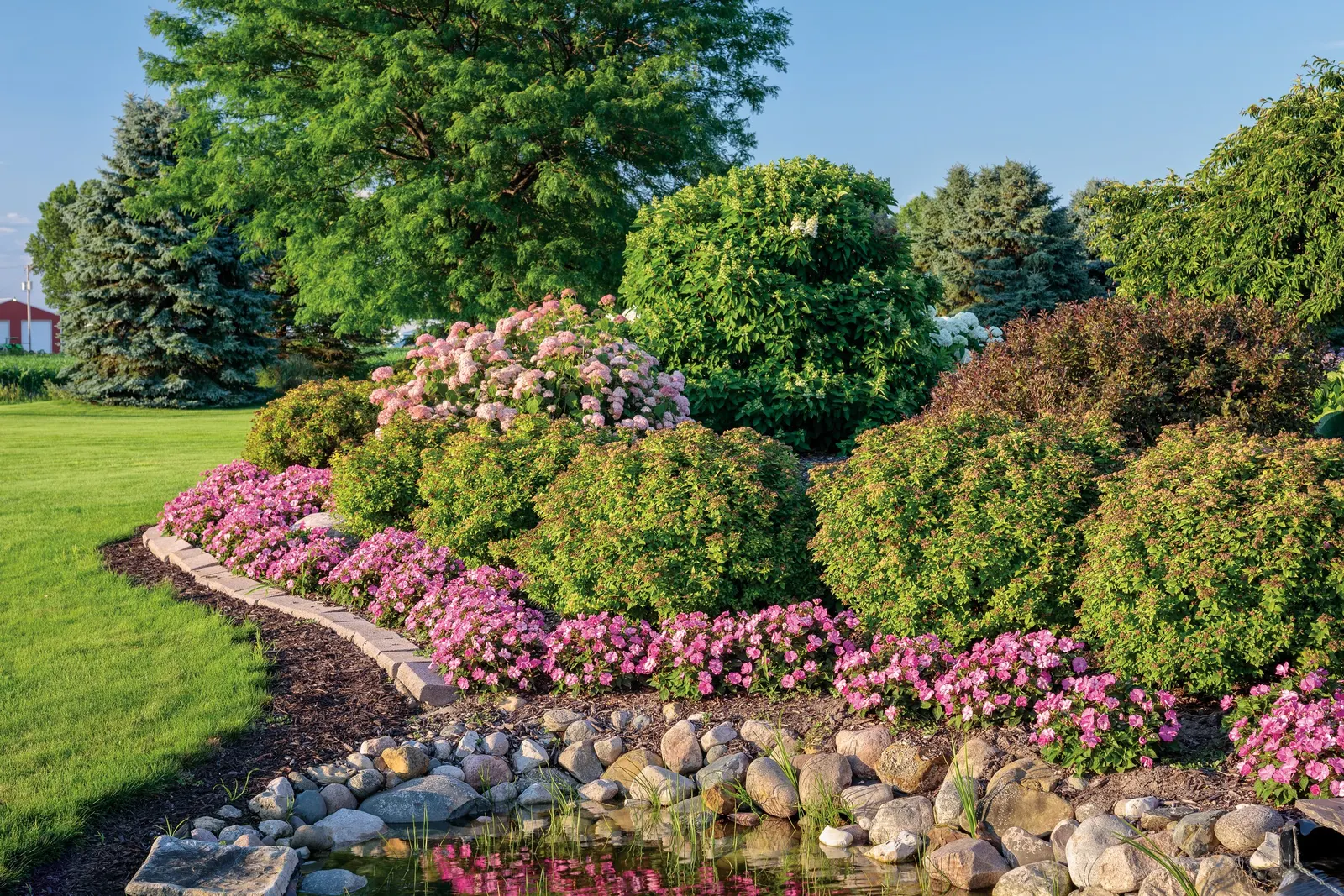 Spirit II Smooth hydrangea (Hydrangea arborescens) — Hardy across a wide range of USDA Zones 3-8