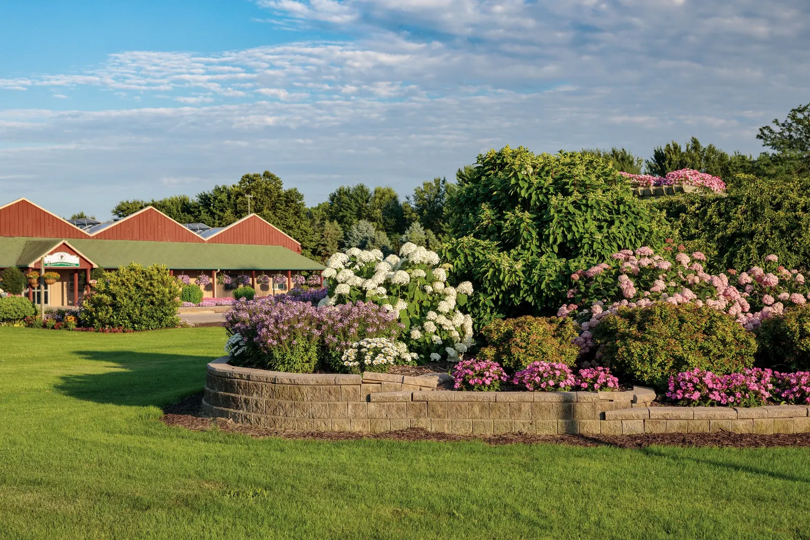 Incrediball® Smooth Hydrangea (Hydrangea arborescens) — is a mounded deciduous shrub celebrated for its enormous