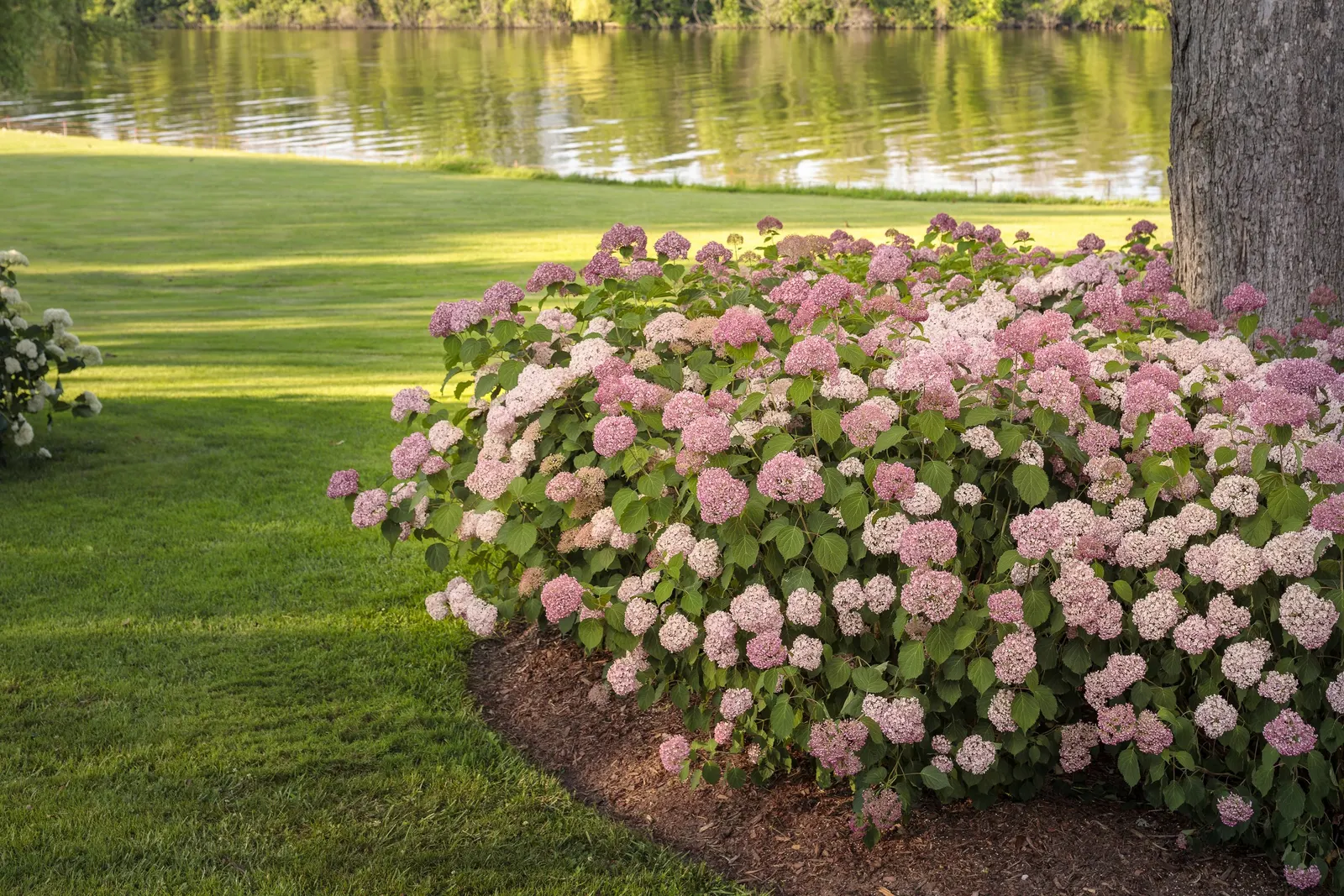 Spirit II Smooth hydrangea (Hydrangea arborescens) — it is especially valuable for colder-climate gardens where reliable flowering can be a challenge