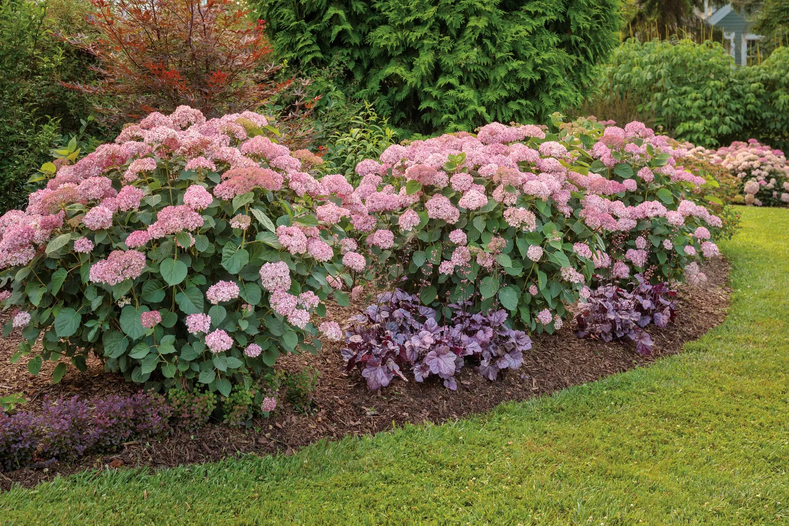 Spirit II Smooth hydrangea (Hydrangea arborescens) — evolving display from summer into fall