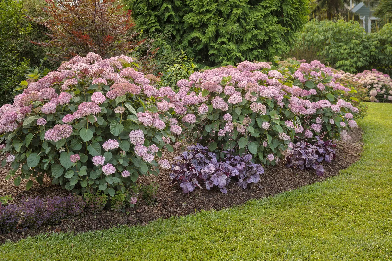 Spirit II Smooth hydrangea (Hydrangea arborescens) — with at least four hours of light recommended for richer flower color and stronger stems