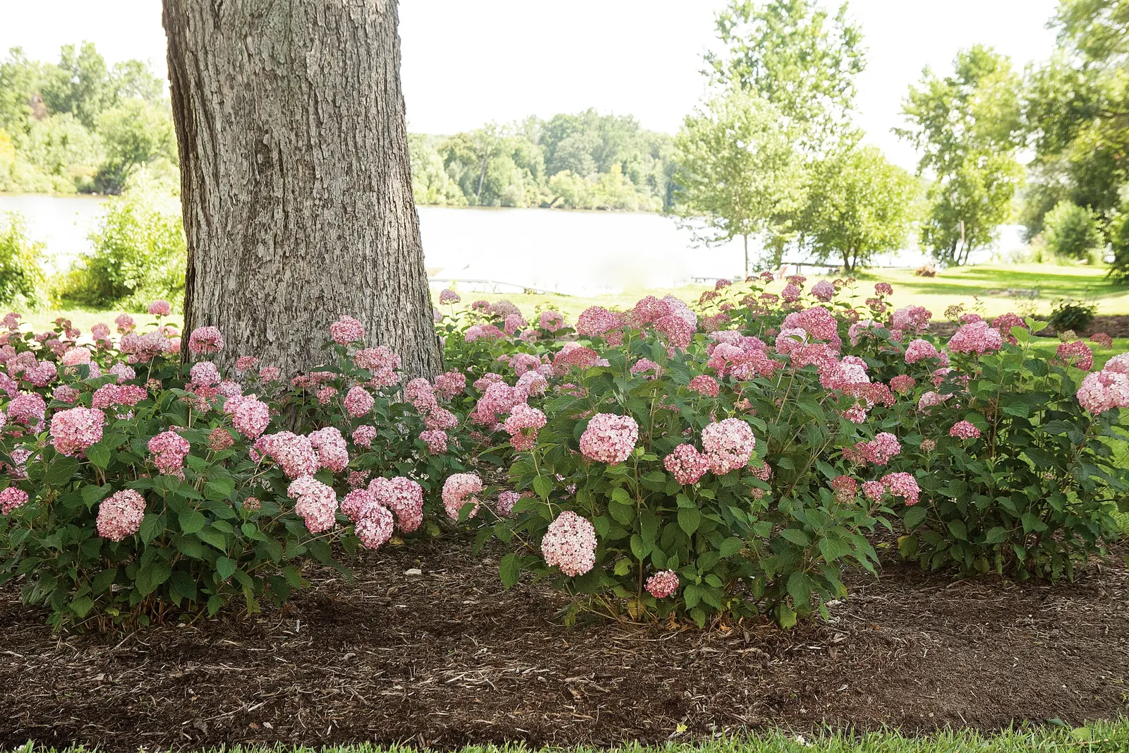 Spirit II Smooth hydrangea (Hydrangea arborescens) — Its handsome dark green foliage provides a lush backdrop