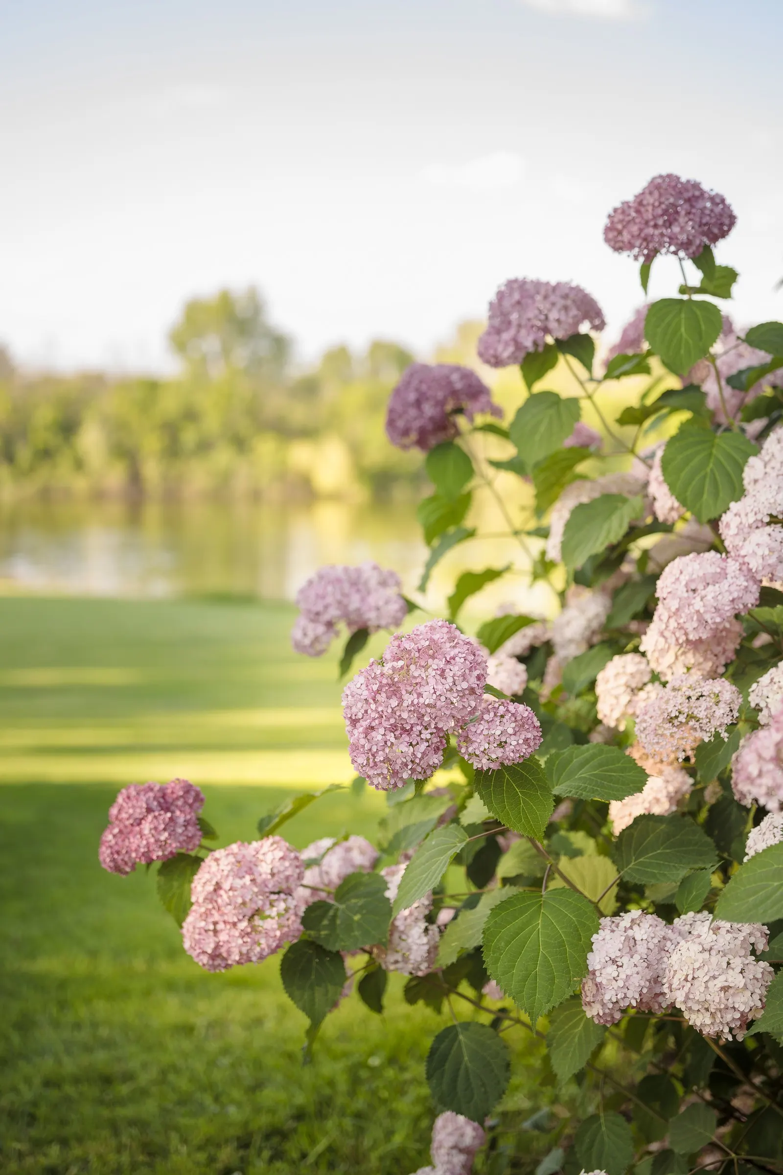 Spirit II Smooth hydrangea (Hydrangea arborescens) — it can take full sun beautifully; in hotter regions