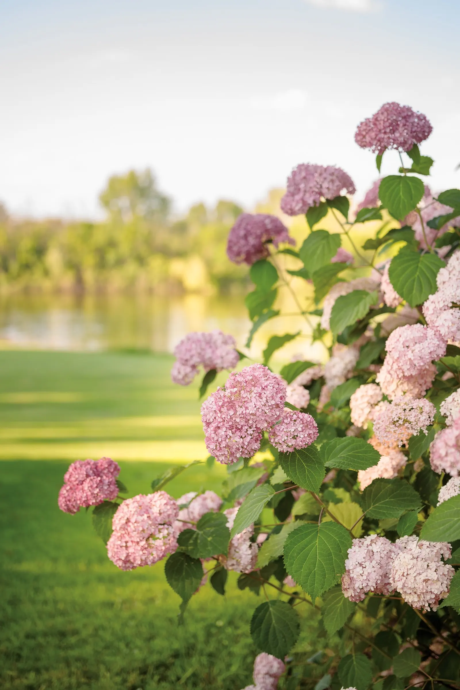 Spirit II Smooth hydrangea (Hydrangea arborescens) — afternoon shade helps preserve its lushness