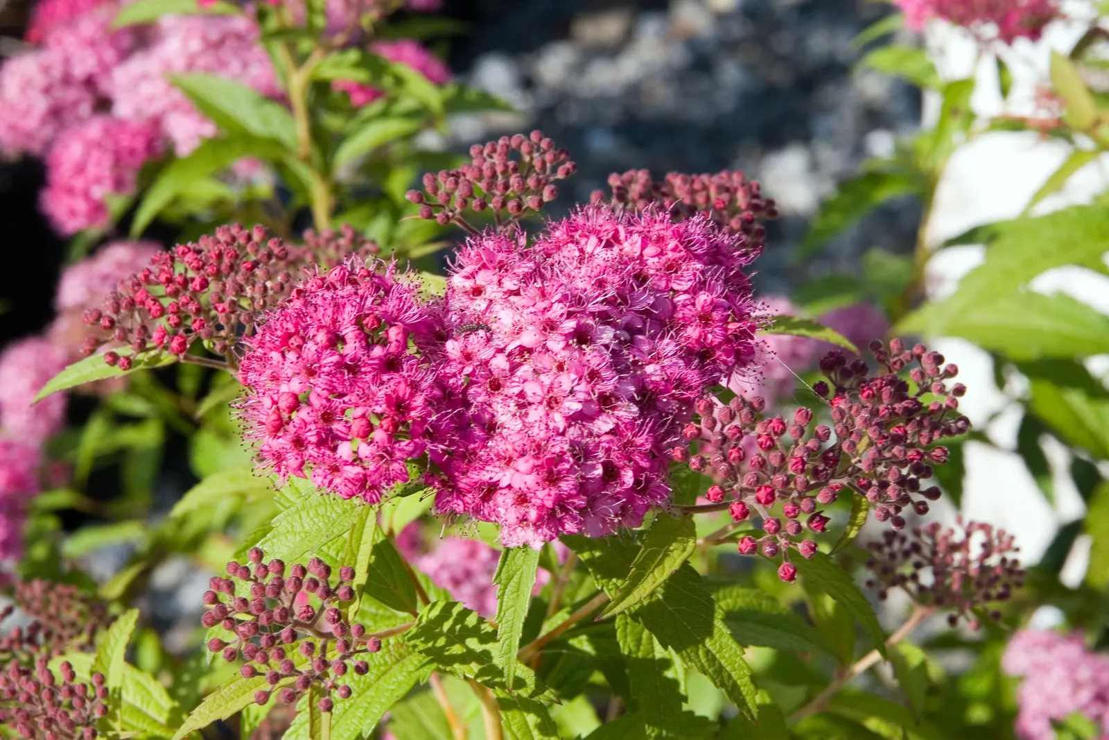 Neon Flash Japanese Spirea (Spiraea Japonica 'Neon Flash') — The Spiraea japonica 'Neon Flash' is a vibrant deciduous shrub with brilliant red-pink blooms in