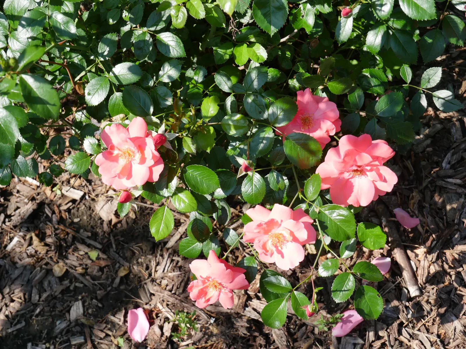 Pig's Ear (Cotyledon Orbiculata 'Whitewash') — This drought-tolerant plant matures to about 12 inches in height and width