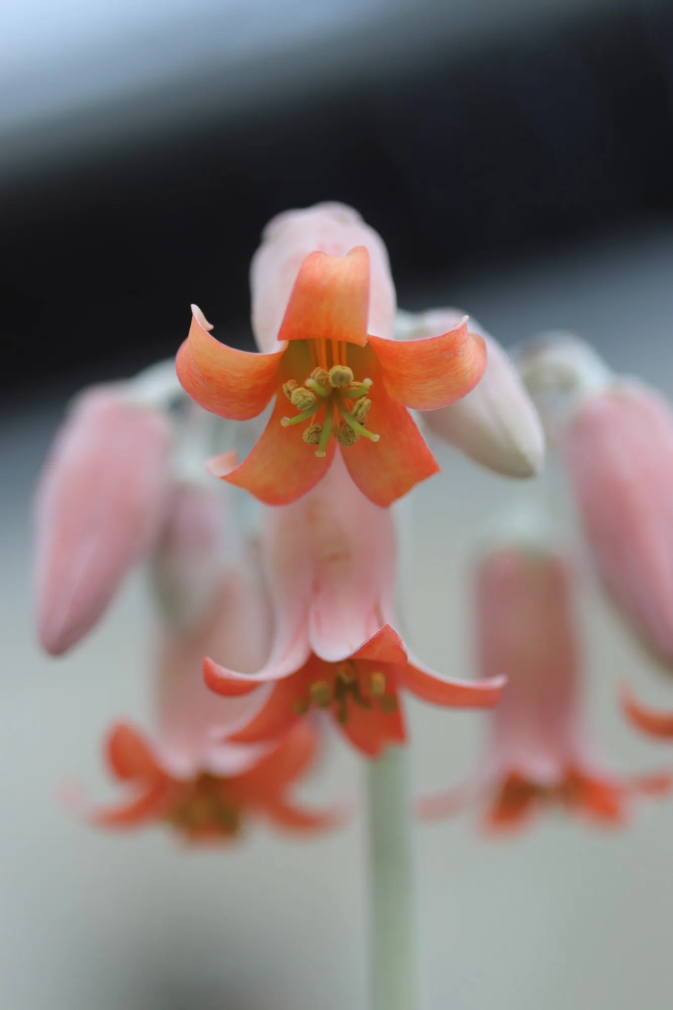 Pig's Ear (Cotyledon Orbiculata 'Whitewash') — fleshy leaves that form a rosette-style arrangement