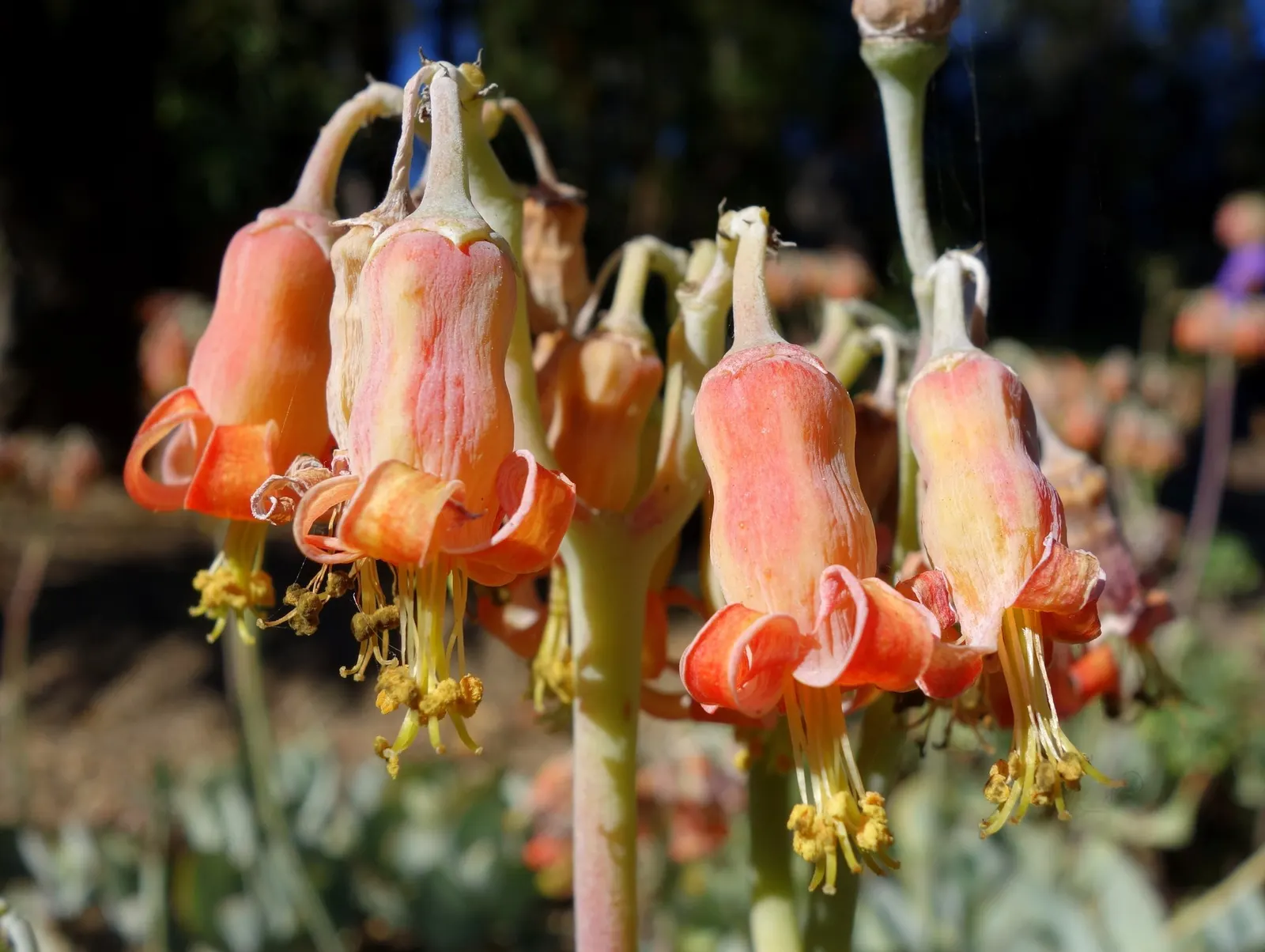 Pig's Ear (Cotyledon Orbiculata 'Whitewash') — is an exquisite succulent that offers a distinctive aesthetic to any landscape design