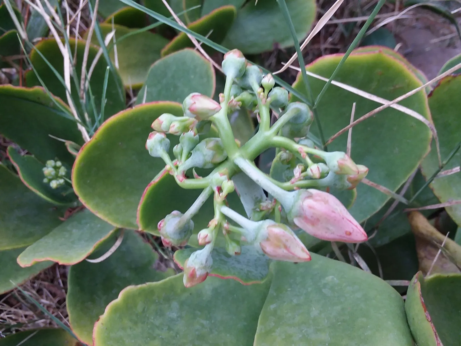 Pig's Ear (Cotyledon Orbiculata 'Whitewash') — which provide a lovely contrast with the pale foliage.<br><br>Ivory Shells prefer full sun to partial shade