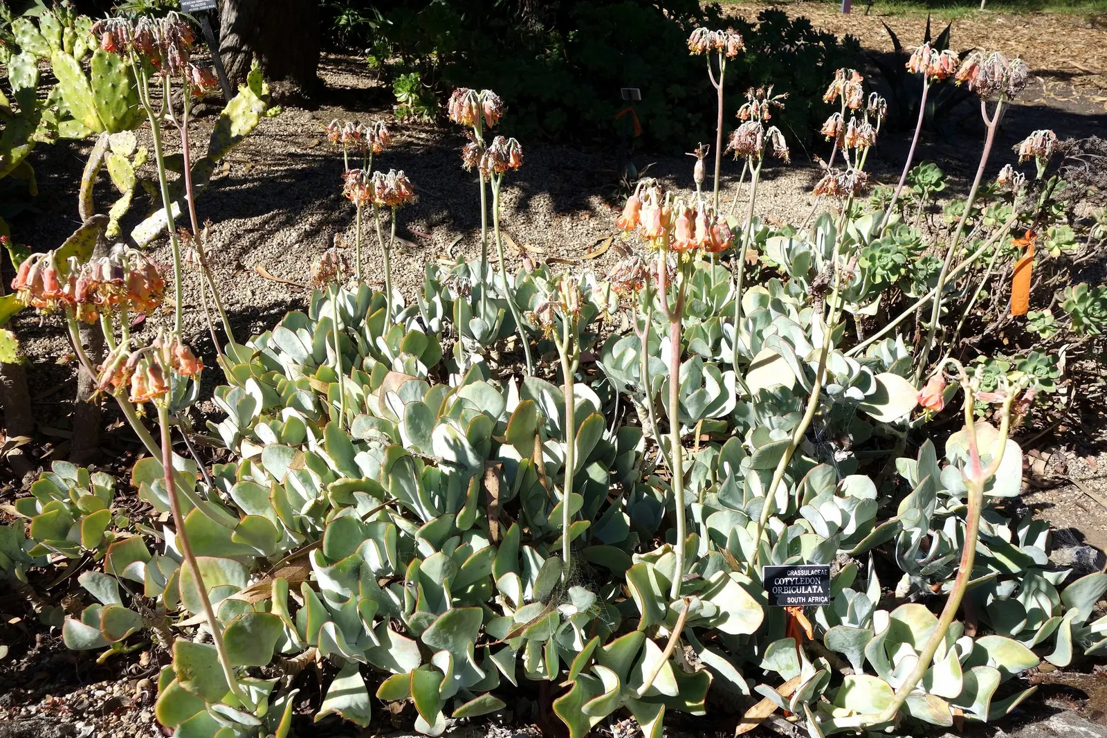 Pig's Ear (Cotyledon Orbiculata 'Whitewash') — thriving in well-drained soil