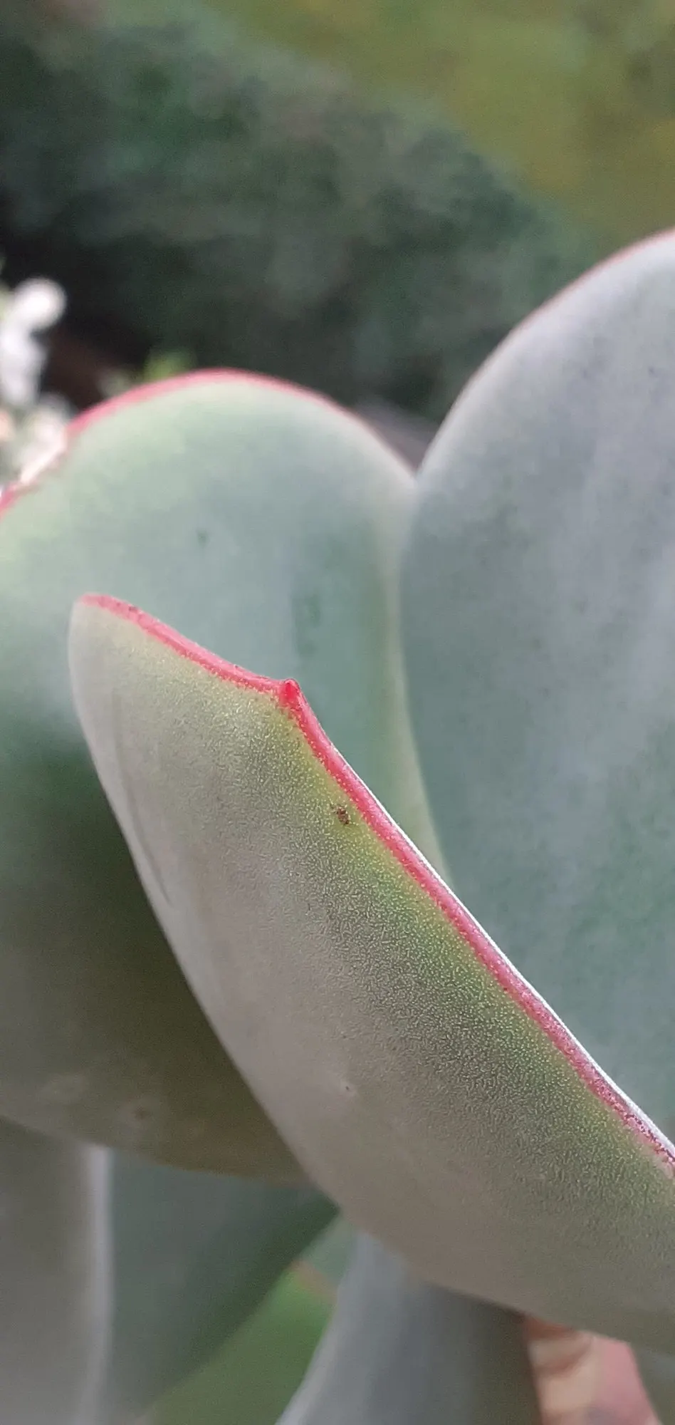 Pig's Ear (Cotyledon Orbiculata 'Whitewash') — are adorned with a powdery bloom or 'farina' that gives them a whitewashed appearance