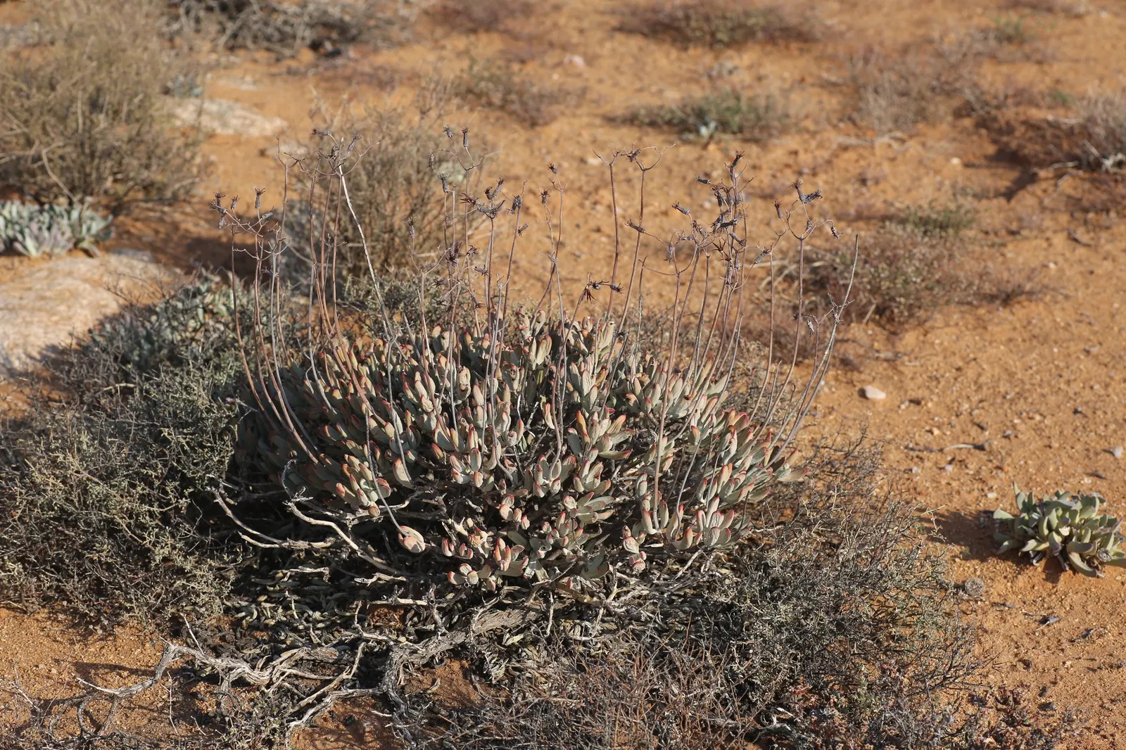 Pig's Ear (Cotyledon Orbiculata 'Whitewash') — making it a manageable yet noticeable feature.<br><br>Its leaves