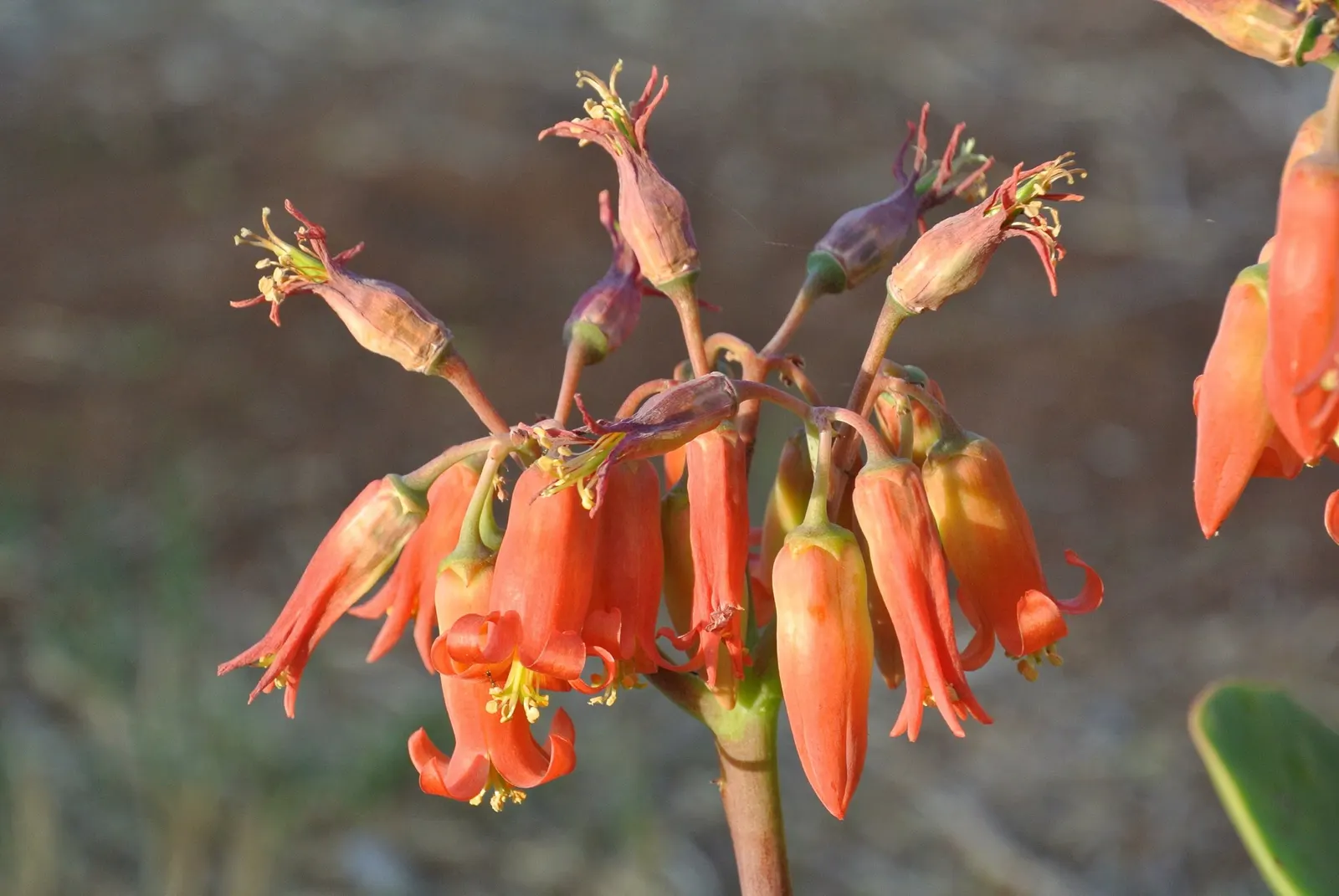 Pig's Ear (Cotyledon Orbiculata 'Whitewash') — Ivory Shells typically reaches a height of 18 to 24 inches with a similar spread