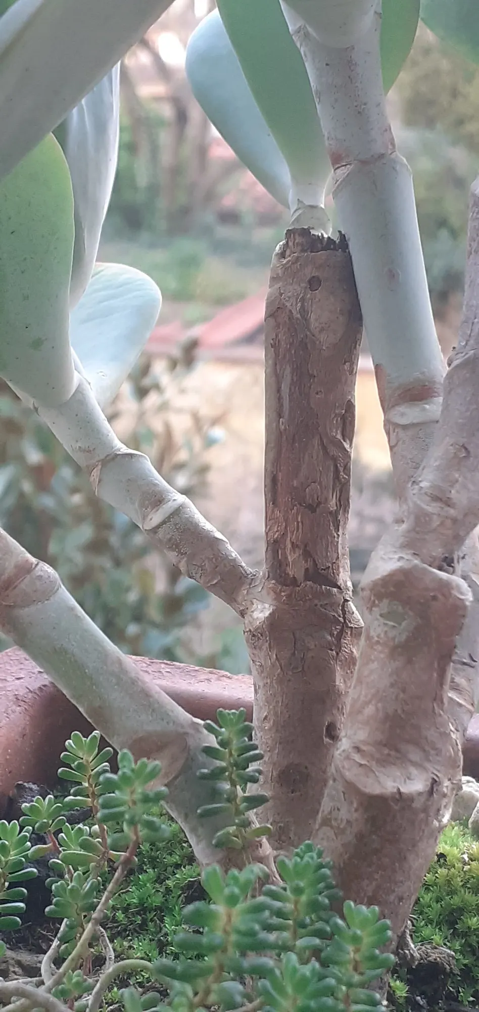 Pig's Ear (Cotyledon Orbiculata 'Whitewash') — especially when stressed by the sun