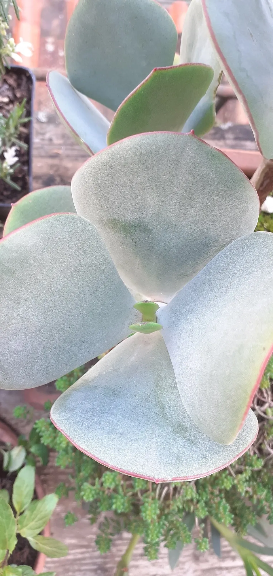 Pig's Ear (Cotyledon Orbiculata 'Whitewash') — the edges of the leaves may exhibit a faint pink blush
