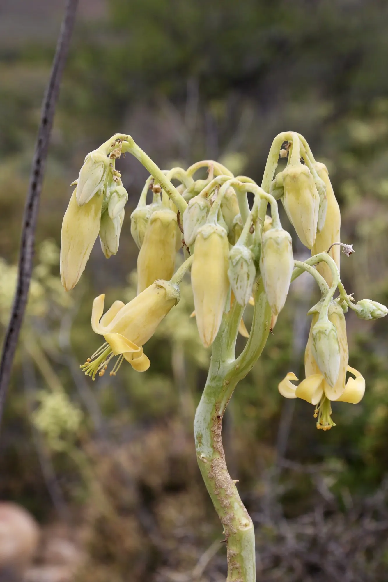 Pig's Ear (Cotyledon Orbiculata 'Whitewash') — expect to see coral to salmon-colored bell-shaped flowers on long stems