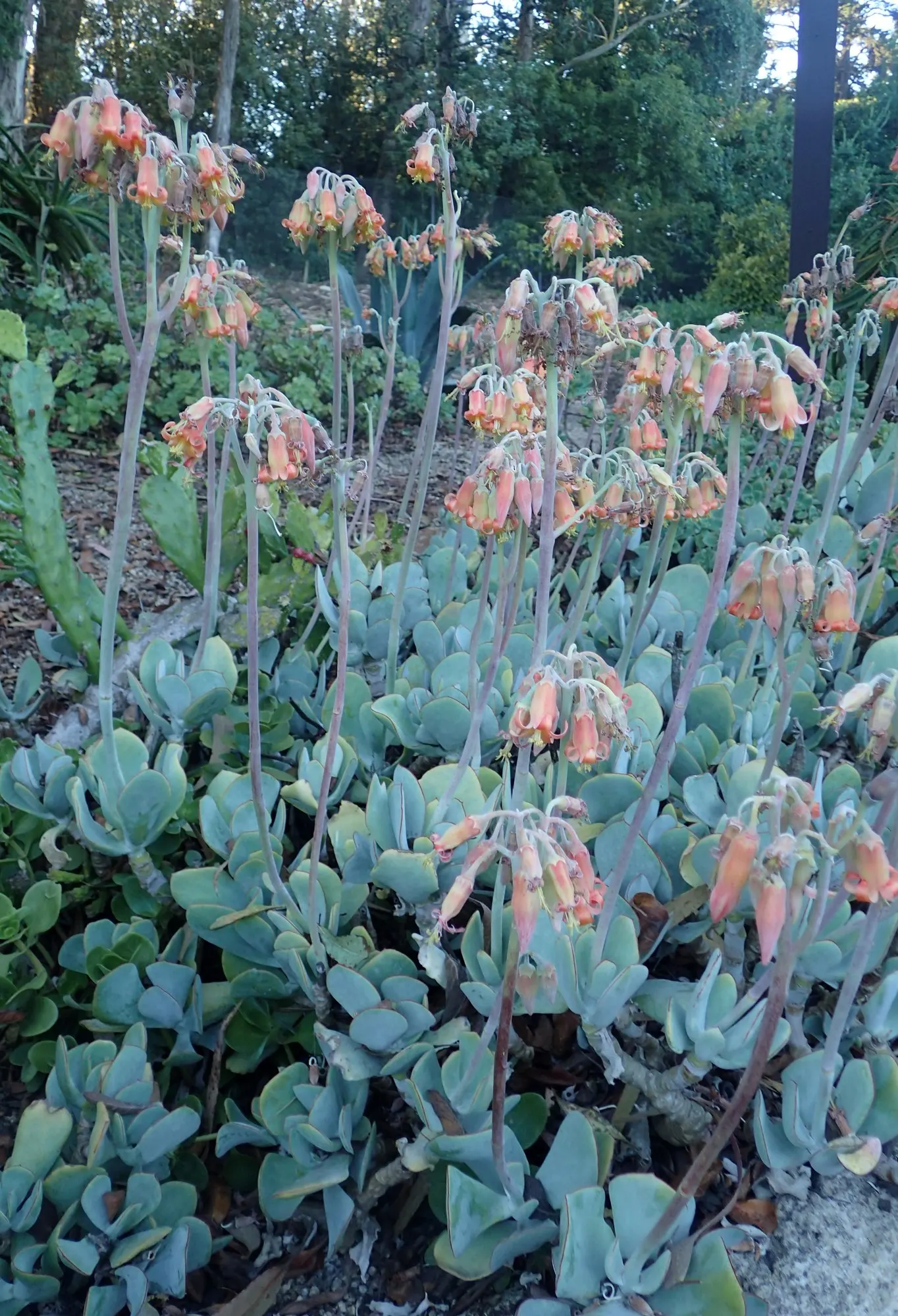 Pig's Ear (Cotyledon Orbiculata 'Whitewash') — commonly referred to as Ivory Shells