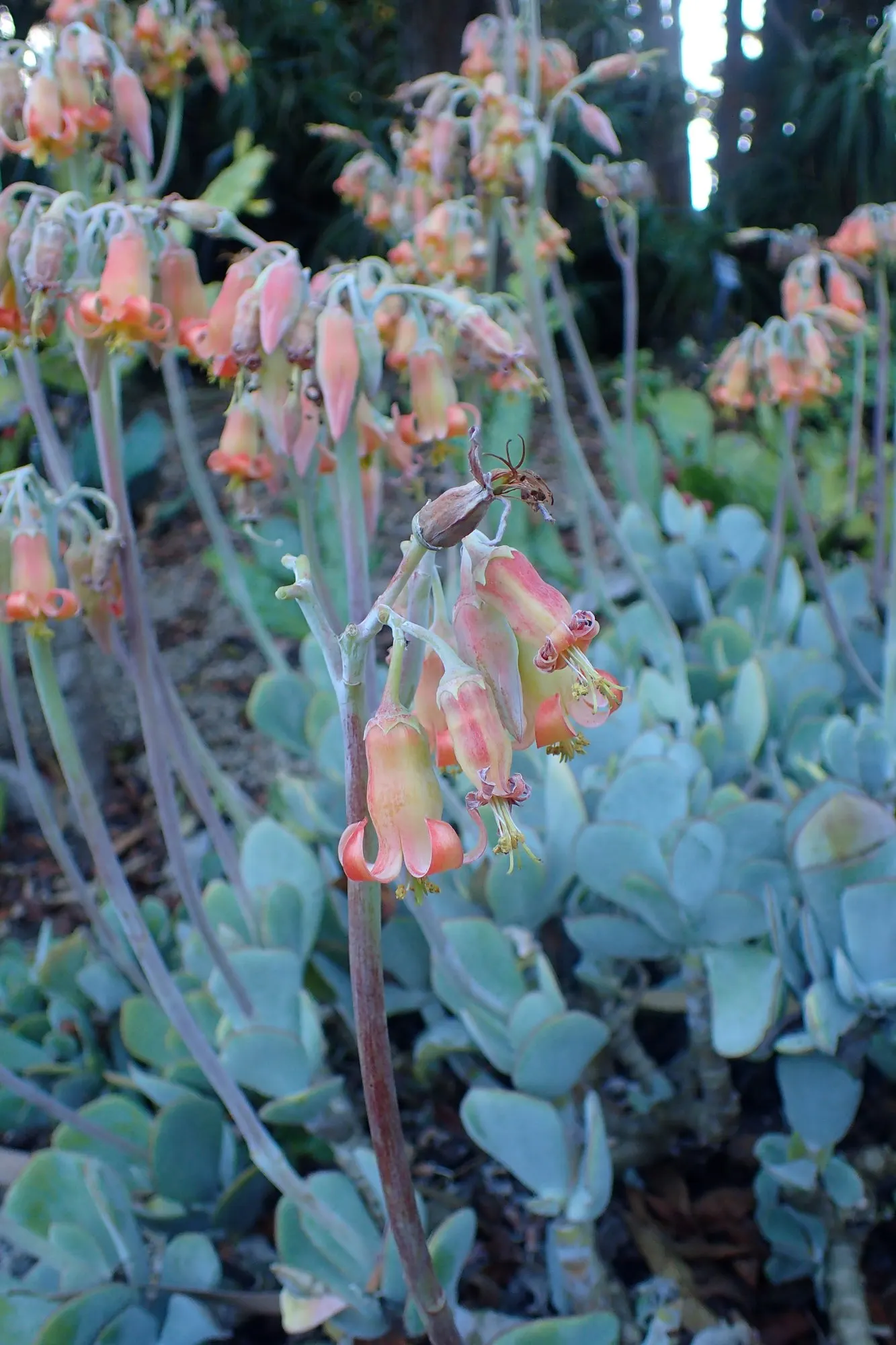 Pig's Ear (Cotyledon Orbiculata 'Whitewash') — it requires minimal watering once established