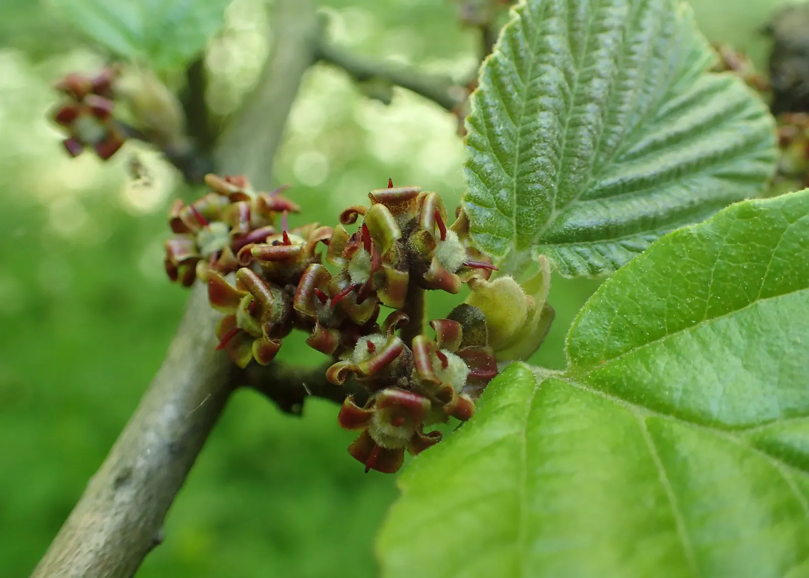 Ozark Witch Hazel (Hamamelis Vernalis) — and is hardy in zones 4-8
