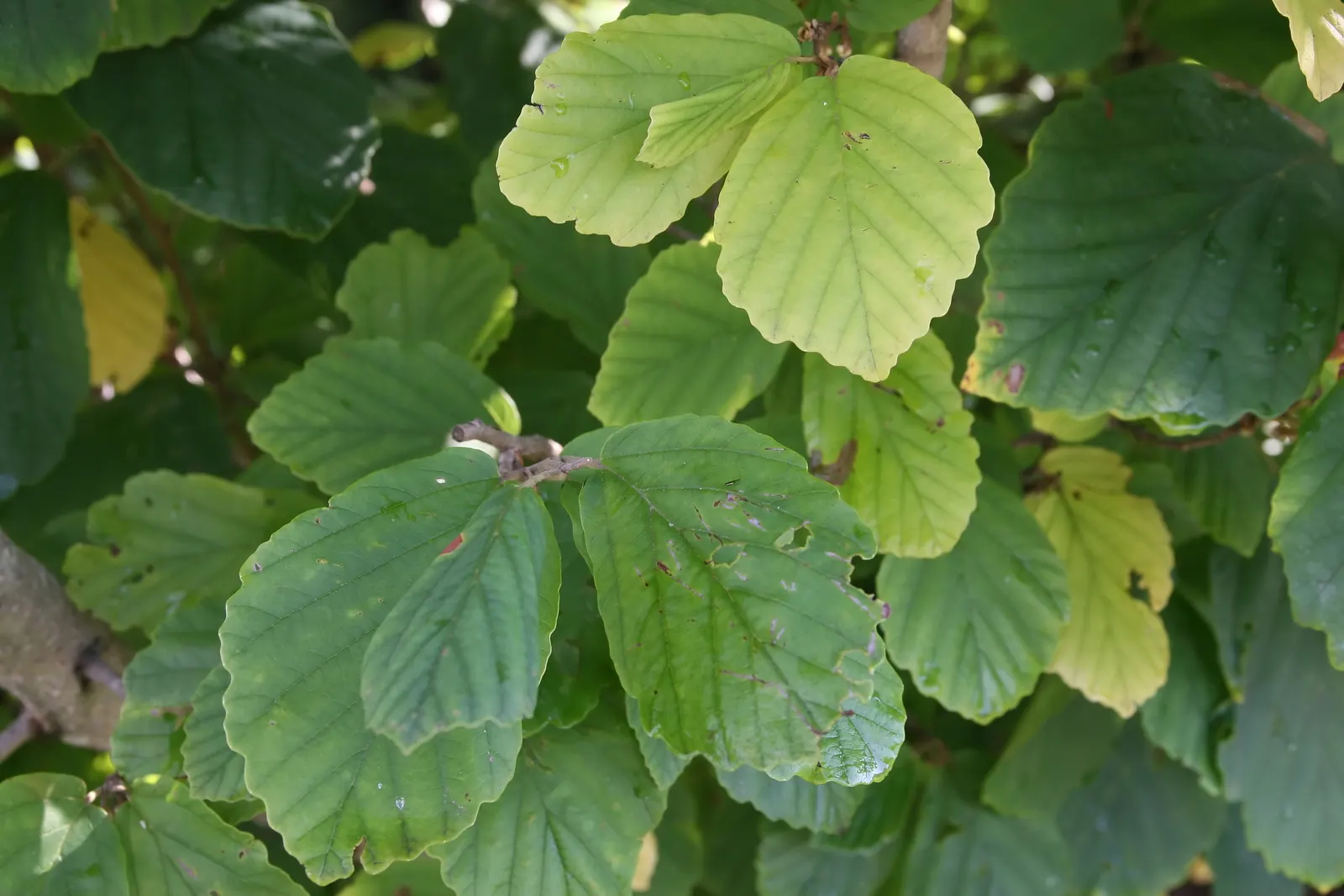 Ozark Witch Hazel (Hamamelis Vernalis) — Hamamelis vernalis is a sublime selection for gardeners seeking year-round interest in their outdoor spaces