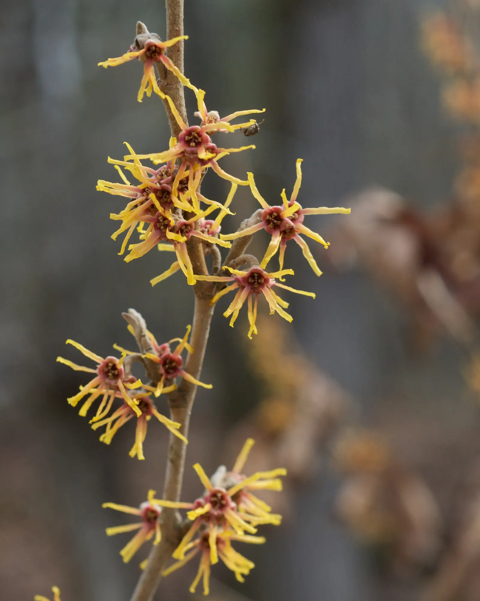 Ozark Witch Hazel (Hamamelis Vernalis) — Renowned for its fragrant, spidery yellow to red blooms, it ignites winter landscapes from December to March