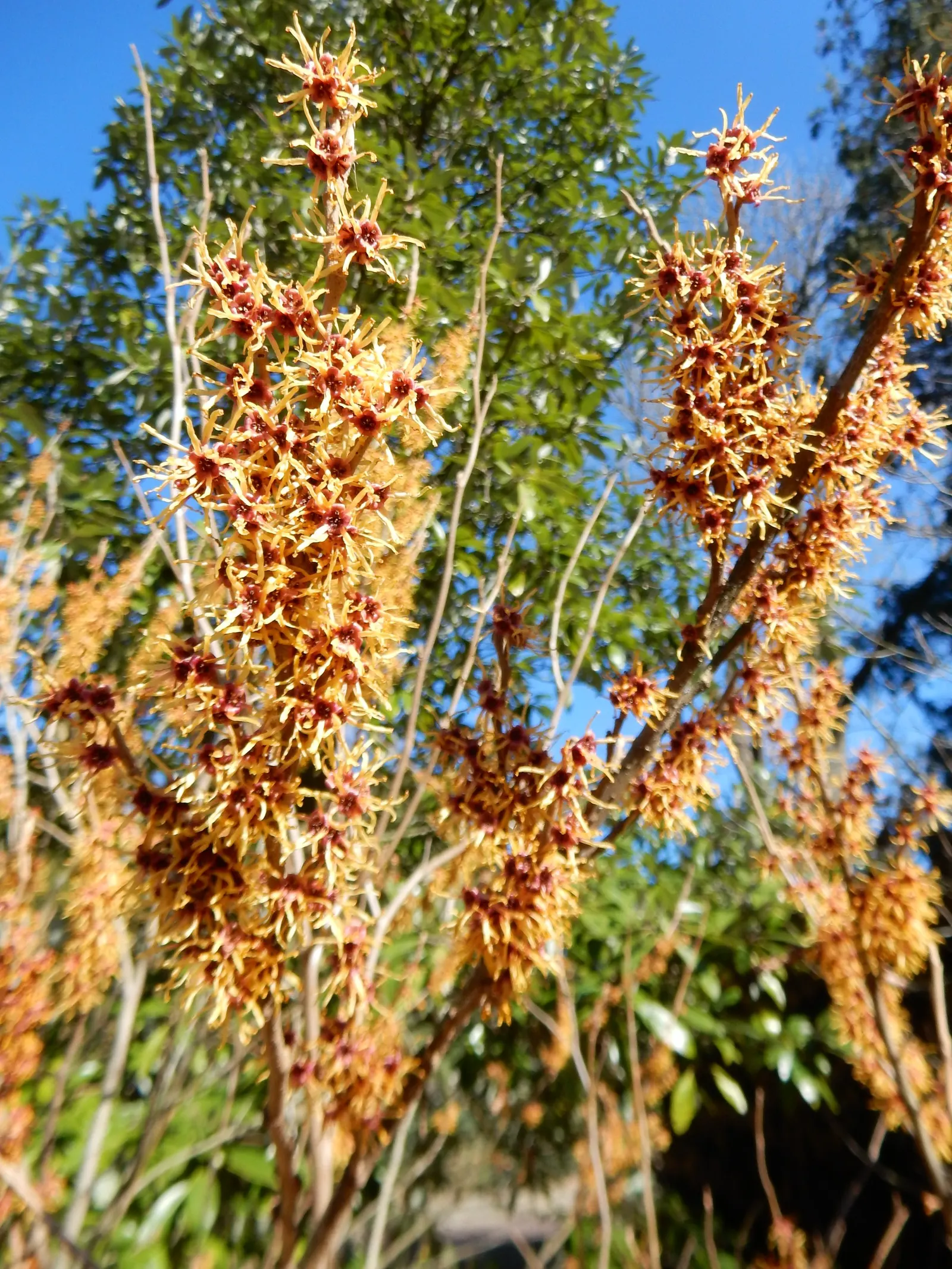 Ozark Witch Hazel (Hamamelis Vernalis) — about 3 to 6 inches in length
