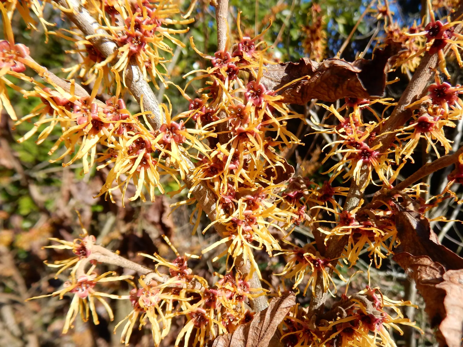 Ozark Witch Hazel (Hamamelis Vernalis) — The flowers are especially noteworthy; with ribbon-like petals