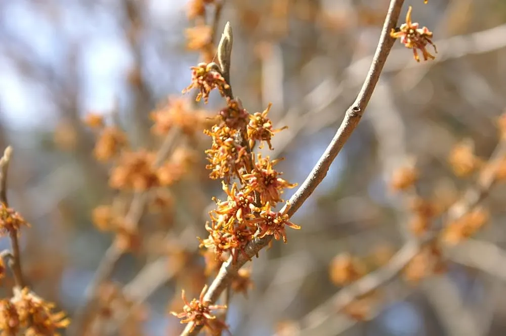 Ozark Witch Hazel (Hamamelis Vernalis) — It is a versatile plant well-suited as a border, specimen, or naturalized in woodland gardens