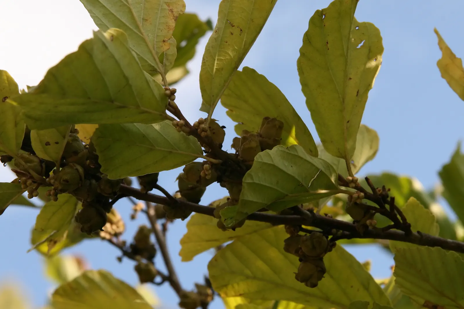 Ozark Witch Hazel (Hamamelis Vernalis) — after which the American Witch Hazel becomes quite drought tolerant