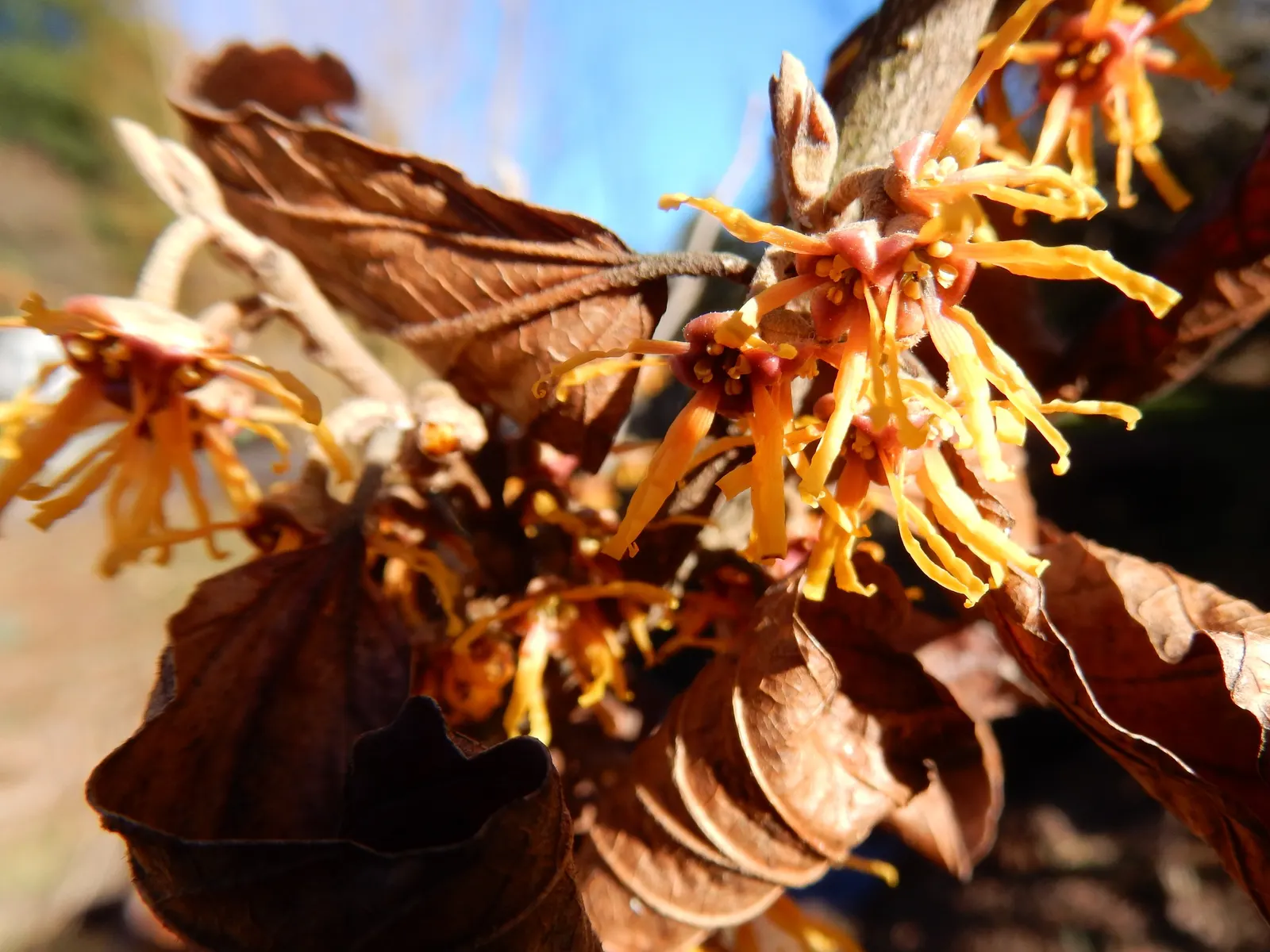 Ozark Witch Hazel (Hamamelis Vernalis) — is a captivating deciduous shrub that originates from the central and southern United States