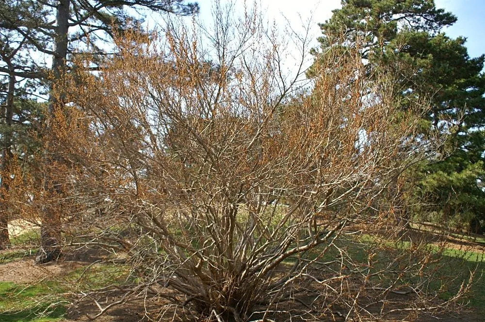 Ozark Witch Hazel (Hamamelis Vernalis) — While it can handle full sun to partial shade