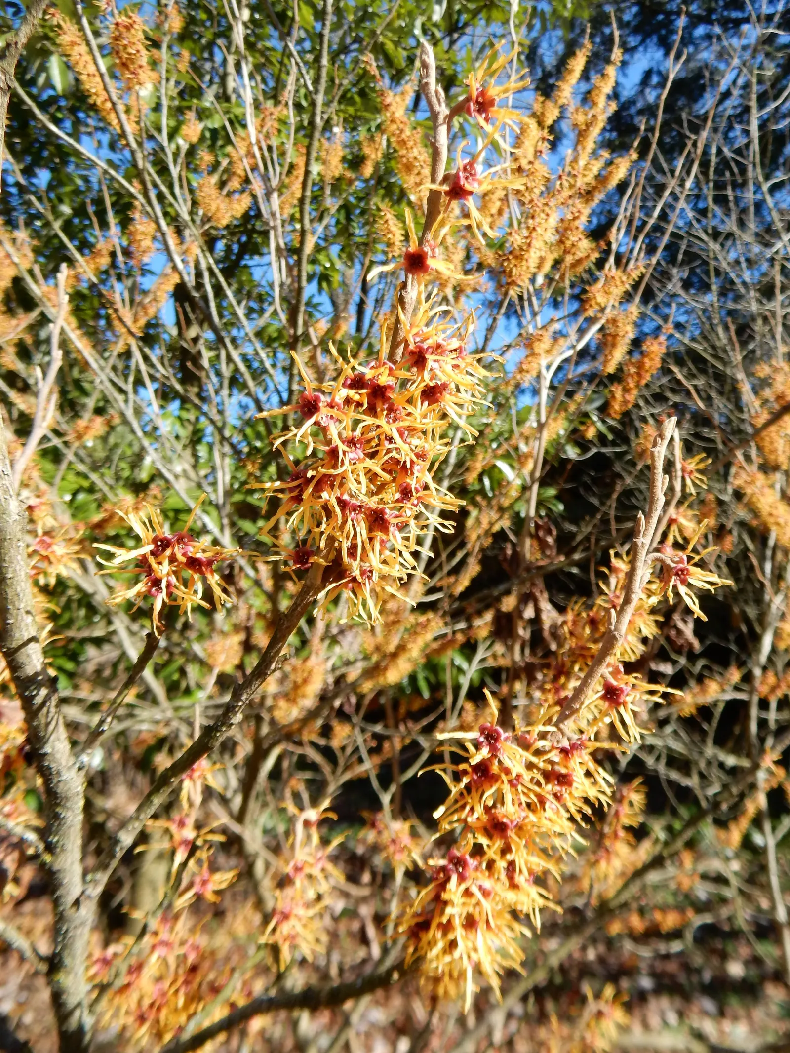 Ozark Witch Hazel (Hamamelis Vernalis) — offering four-season interest with vibrant fall foliage