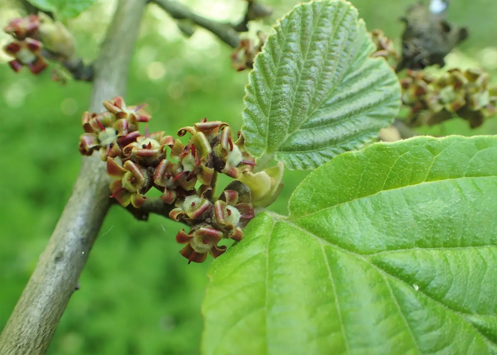 Ozark Witch Hazel (Hamamelis Vernalis) — <br><br>Watering requirements are moderate; regular watering during establishment is key