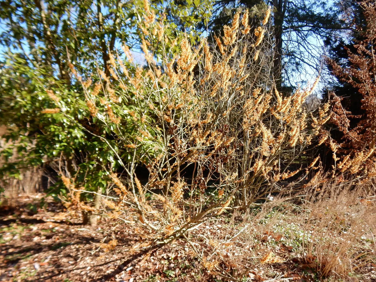 Ozark Witch Hazel (Hamamelis Vernalis) — which emerge with a reddish tint before transitioning to a deep green