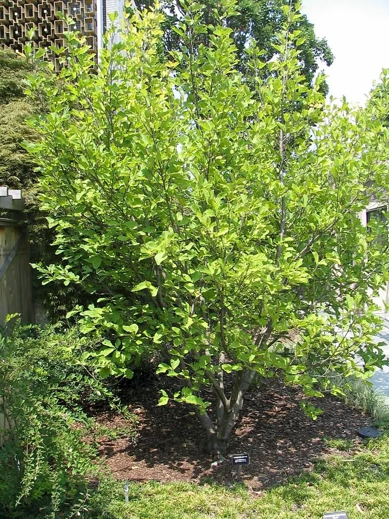 Ozark Witch Hazel (Hamamelis Vernalis) — Witch Hazel is also exceptionally resistant to many pests and diseases