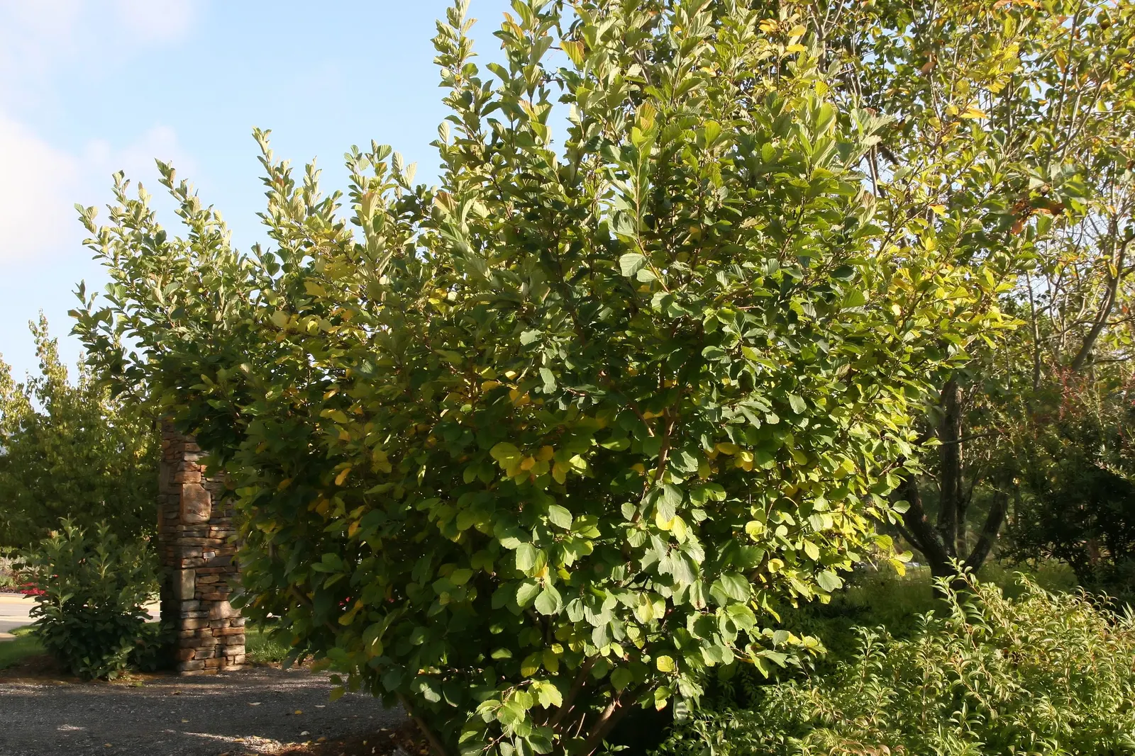 Ozark Witch Hazel (Hamamelis Vernalis) — Seasonal pruning may be necessary to maintain its shape and remove any dead or broken branches